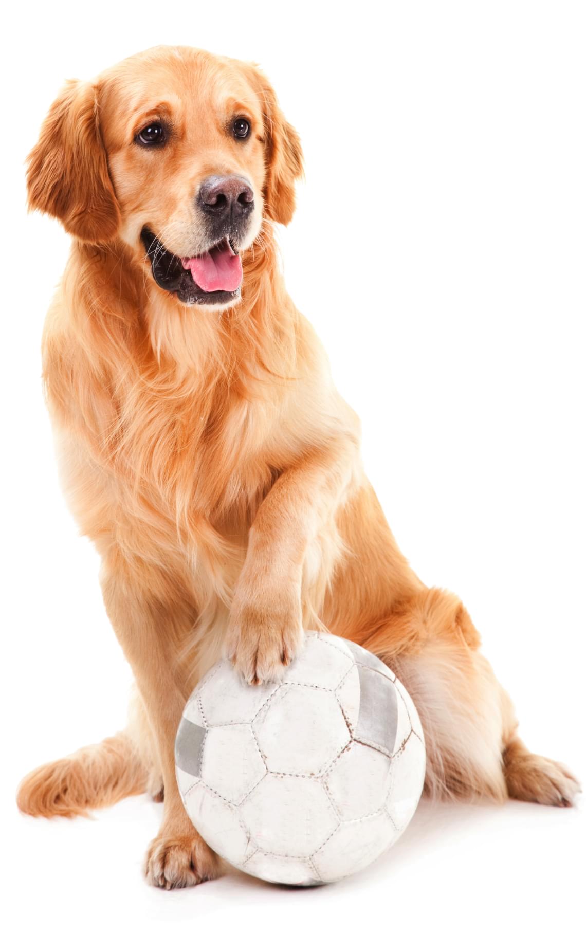 TRUSTED PET SITTERS Cape Town All Pets from R 129 per day*